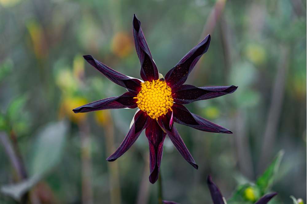 Dahlia 'Veronne´s Obsidian'